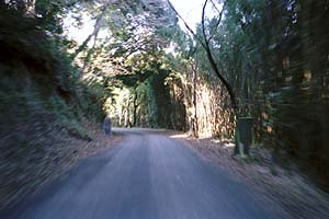 竹藪の狭い道