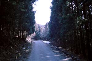 丸山林道