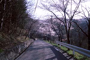 3分〜5分咲きの桜の道