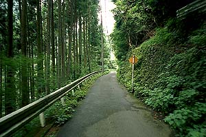 鬱蒼とした杉林の中　国道411ははるか右上　左下には多摩川の渓谷