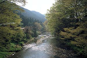名栗川もすっかり新緑の季節　カジカガエルの声が軽やかに響く