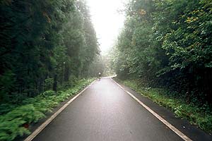 山腹トラバース区間　杉林の続く道