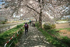 桜のトンネルが始まる