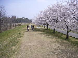 土手下の舗装細道と離合しながらしばらく桜並木が続く