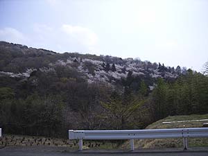 対岸の山肌には山桜が綺麗