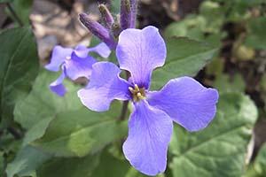 なんとかダイコン？の花　青紫の小さな花がカワイイ