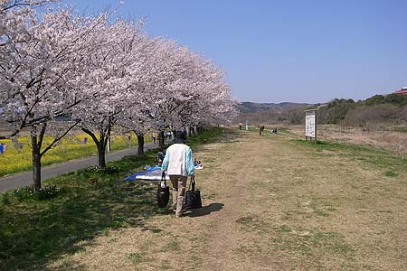 槻川の土手　桜が満開　車もいない　RICOH GR DIGITAL 2 GR5.9mm1:2.4