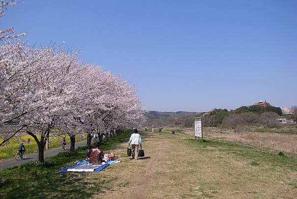 槻川の土手　満開の静かな桜並木　RICOH GR DIGITAL 2 GR5.9mm1:2.4