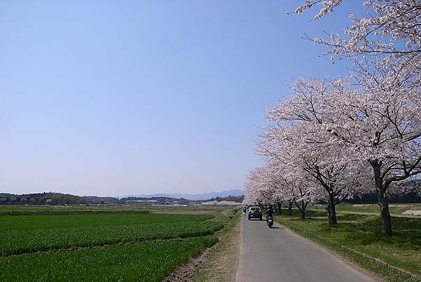 雲一つ無い空　満開の桜　青々とした草　RICOH GR DIGITAL 2 GR5.9mm1:2.4