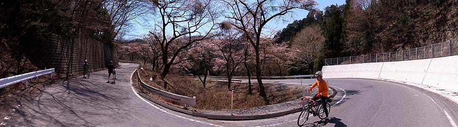戸中峠への登り途中で俄然山桜が絶好調に　RICOH GR DIGITAL 3 GR6.0mm1:1.9 パノラマ合成