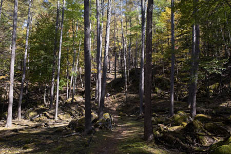毛木平から山道区間開始　カラマツの明るい森へ　RICOH GR GR18.3mm1:2.8