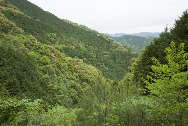 山肌には杉と広葉樹林が混在　RICOH GR�U GR18.3mm1:2.8