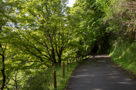 j[TCʐ^@RICOH GRV GR18.3mm1:2.8