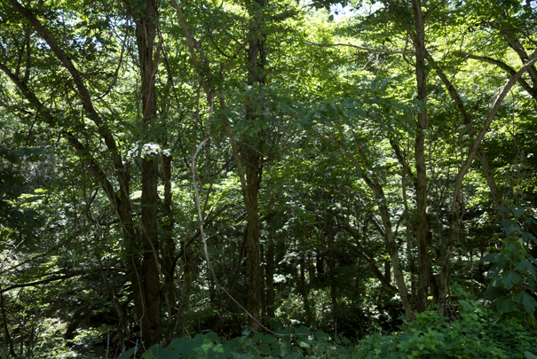 �@RICOH GR�V GR18.3mm1:2.8