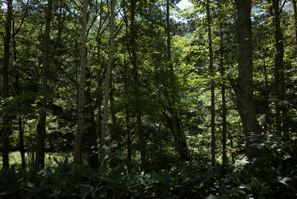 �@RICOH GR�V GR18.3mm1:2.8