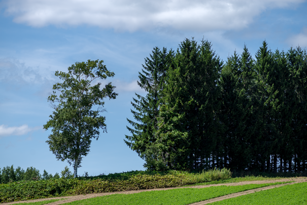 �@RICOH GR�V GR18.3mm1:2.8