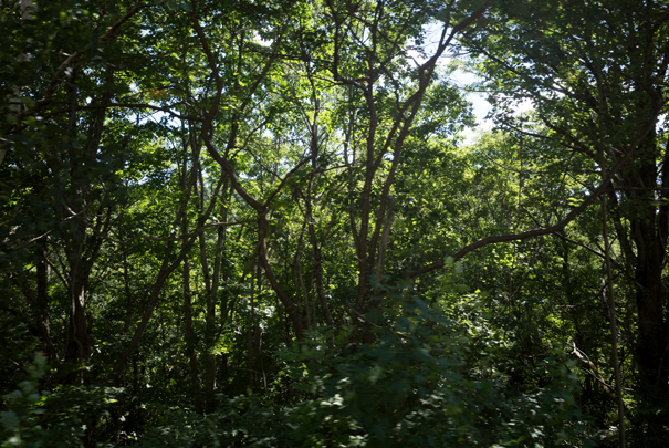 �@RICOH GR�V GR18.3mm1:2.8