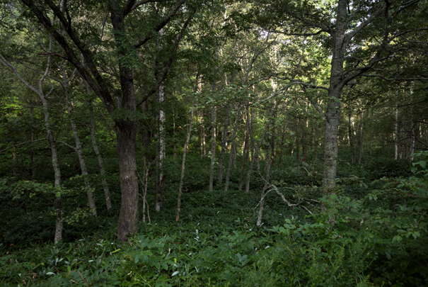 j[TCʐ^@RICOH GR GR18.3mm1:2.8