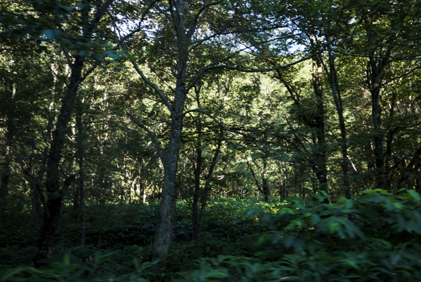 j[TCʐ^@RICOH GR GR18.3mm1:2.8