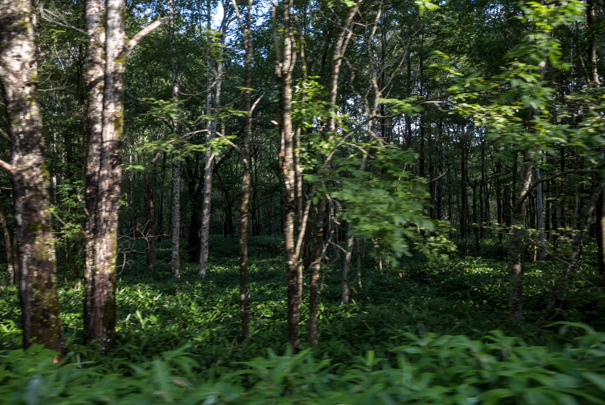 j[TCʐ^@RICOH GR GR18.3mm1:2.8