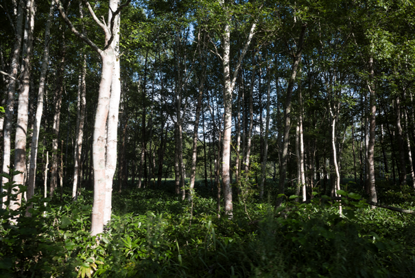 j[TCʐ^@RICOH GR GR18.3mm1:2.8