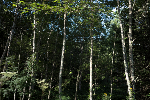 j[TCʐ^@RICOH GR GR18.3mm1:2.8