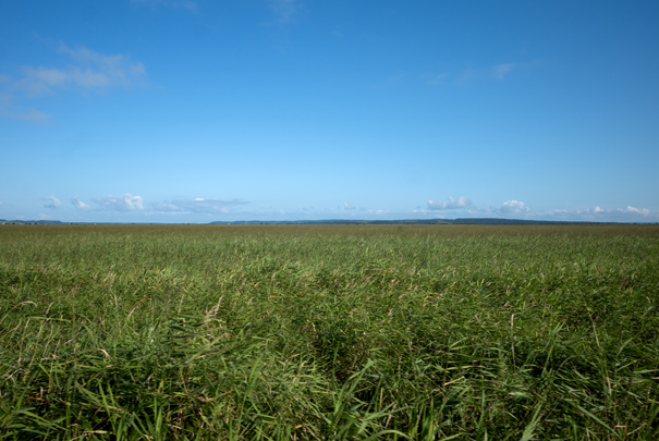 @RICOH GRV GR18.3mm1:2.8