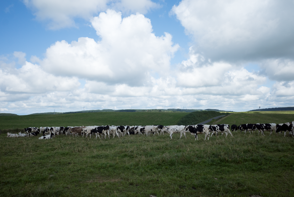 @RICOH GRV GR18.3mm1:2.8