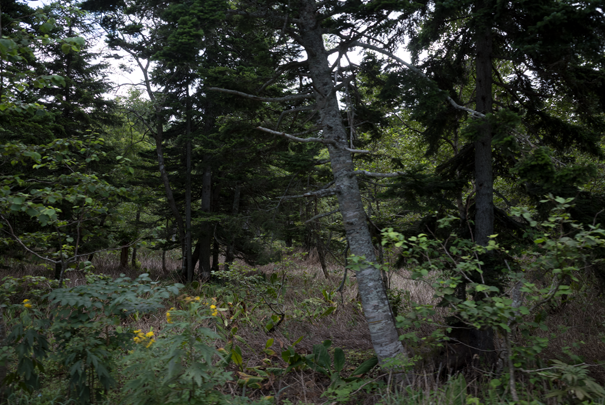 @RICOH GRV GR18.3mm1:2.8