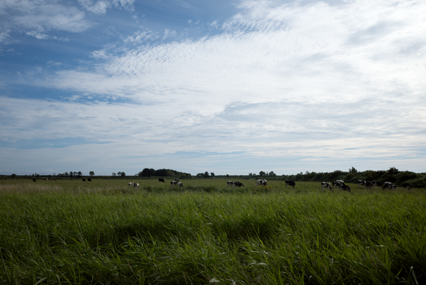 �@RICOH GR�V GR18.3mm1:2.8