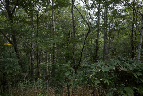 �@RICOH GR�V GR18.3mm1:2.8