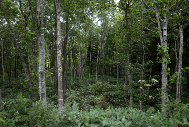 �@RICOH GR�V GR18.3mm1:2.8