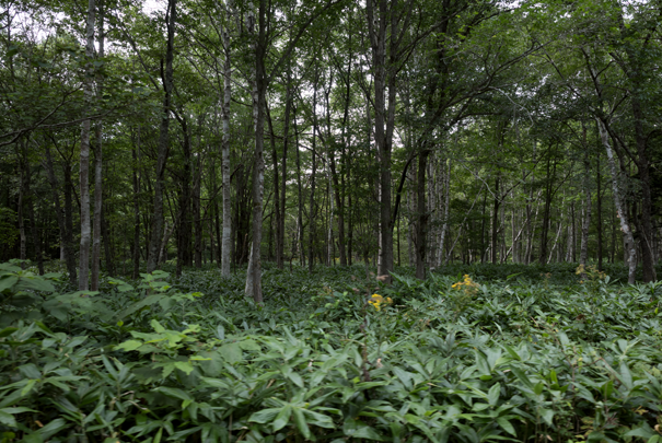 �@RICOH GR�V GR18.3mm1:2.8