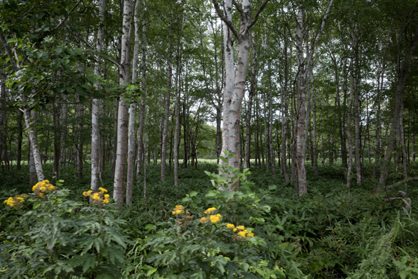 �@RICOH GR�V GR18.3mm1:2.8