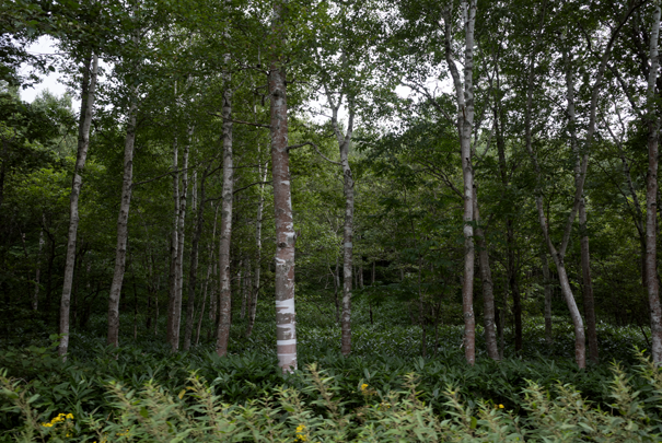 �@RICOH GR�V GR18.3mm1:2.8