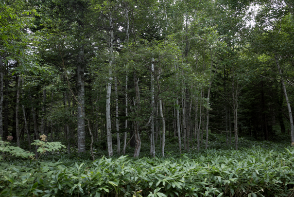 �@RICOH GR�V GR18.3mm1:2.8