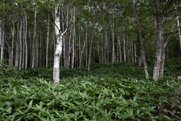 �@RICOH GR�V GR18.3mm1:2.8