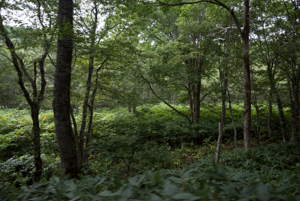 �@RICOH GR�V GR18.3mm1:2.8