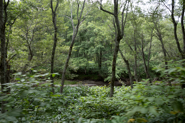 �@RICOH GR�V GR18.3mm1:2.8