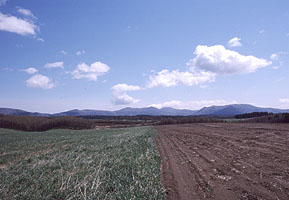 ニンジン畑